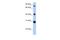 Fibrinogen C Domain Containing 1 antibody, A09761, Boster Biological Technology, Western Blot image 