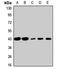 Proliferation-Associated 2G4 antibody, LS-C668250, Lifespan Biosciences, Western Blot image 