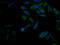 Nuclear Factor, Erythroid 2 Like 2 antibody, CSB-RA225569A0HU, Cusabio, Immunofluorescence image 