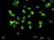 Tripartite Motif Containing 28 antibody, IHC-00072, Bethyl Labs, Immunofluorescence image 