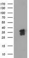 Non-Homologous End Joining Factor 1 antibody, CF502176, Origene, Western Blot image 