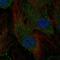 Schwannomin-interacting protein 1 antibody, HPA069824, Atlas Antibodies, Immunofluorescence image 