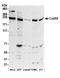 Cyclin-dependent kinase 12 antibody, A301-679A, Bethyl Labs, Western Blot image 