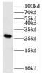Katanin Regulatory Subunit B1 Like 1 antibody, FNab01028, FineTest, Western Blot image 