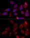 ATPase Family AAA Domain Containing 3B antibody, GTX55522, GeneTex, Immunocytochemistry image 
