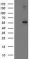 Protein Phosphatase, Mg2+/Mn2+ Dependent 1B antibody, TA503006S, Origene, Western Blot image 