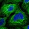 Zinc Finger DHHC-Type Containing 18 antibody, NBP1-85057, Novus Biologicals, Immunofluorescence image 