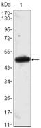 Mesoderm Posterior BHLH Transcription Factor 1 antibody, AM06456SU-N, Origene, Western Blot image 