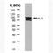 Programmed Cell Death 6 Interacting Protein antibody, MA1-83977, Invitrogen Antibodies, Western Blot image 