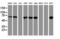 Protein disulfide-isomerase A4 antibody, LS-C786656, Lifespan Biosciences, Western Blot image 