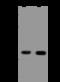 Aldehyde dehydrogenase family 16 member A1 antibody, 206498-T32, Sino Biological, Western Blot image 