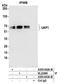 UDP-N-Acetylglucosamine Pyrophosphorylase 1 antibody, A305-642A-M, Bethyl Labs, Immunoprecipitation image 