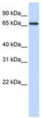 DDB1 And CUL4 Associated Factor 13 antibody, TA333822, Origene, Western Blot image 
