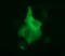Dedicator of cytokinesis protein 8 antibody, LS-C338112, Lifespan Biosciences, Immunofluorescence image 