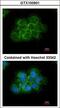 CRK Proto-Oncogene, Adaptor Protein antibody, LS-C109329, Lifespan Biosciences, Immunofluorescence image 