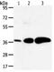 Aldo-keto reductase family 1 member C1 antibody, orb107592, Biorbyt, Western Blot image 