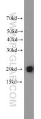 BAX antibody, 23931-1-AP, Proteintech Group, Western Blot image 