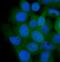 AHSA1 antibody, A05733-2, Boster Biological Technology, Immunofluorescence image 