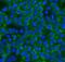 RAN Binding Protein 1 antibody, A04000-2, Boster Biological Technology, Immunofluorescence image 