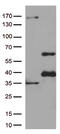 GATA Binding Protein 3 antibody, UM800110CF, Origene, Western Blot image 
