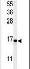 Ribosomal Protein S25 antibody, PA5-26718, Invitrogen Antibodies, Western Blot image 