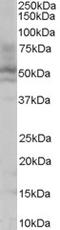 Hnf-4 antibody, TA303011, Origene, Western Blot image 