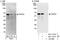 PHD Finger Protein 23 antibody, NBP1-28746, Novus Biologicals, Western Blot image 