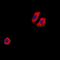 HSTF-1 antibody, orb74928, Biorbyt, Immunofluorescence image 