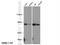 TNF Receptor Associated Factor 3 antibody, 18099-1-AP, Proteintech Group, Western Blot image 