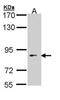 Bardet-Biedl syndrome 12 protein antibody, NBP1-32973, Novus Biologicals, Western Blot image 