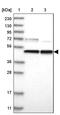 Prolyl-TRNA Synthetase 2, Mitochondrial antibody, PA5-55888, Invitrogen Antibodies, Western Blot image 