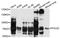 DNA Polymerase Alpha 2, Accessory Subunit antibody, STJ25038, St John