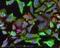 Laminin Subunit Beta 3 antibody, ab14509, Abcam, Immunocytochemistry image 