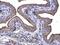 Keratin 20 antibody, GTX110600, GeneTex, Immunohistochemistry paraffin image 