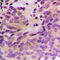 Ceramide Kinase Like antibody, LS-C354605, Lifespan Biosciences, Immunohistochemistry paraffin image 