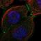 LIM And Cysteine Rich Domains 1 antibody, NBP1-85986, Novus Biologicals, Immunofluorescence image 