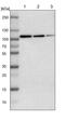 Phosphodiesterase 5A antibody, PA5-52093, Invitrogen Antibodies, Western Blot image 