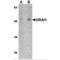 ORAI Calcium Release-Activated Calcium Modulator 1 antibody, NBP1-75523, Novus Biologicals, Western Blot image 
