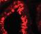 Y-Box Binding Protein 2 antibody, orb94571, Biorbyt, Immunofluorescence image 