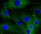 Caldesmon 1 antibody, NBP2-67458, Novus Biologicals, Immunocytochemistry image 