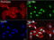 DEAD-Box Helicase 56 antibody, LS-C796882, Lifespan Biosciences, Immunofluorescence image 