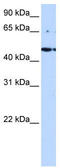 STE20-related kinase adapter protein alpha antibody, TA330987, Origene, Western Blot image 