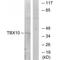 T-Box 10 antibody, A13946, Boster Biological Technology, Western Blot image 
