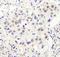PHD Finger Protein 6 antibody, A301-451A, Bethyl Labs, Immunohistochemistry frozen image 