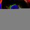 Oxoglutarate Dehydrogenase antibody, HPA020347, Atlas Antibodies, Immunofluorescence image 