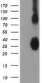 ZFP36 Ring Finger Protein antibody, TA502382, Origene, Western Blot image 