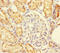 Sulfite oxidase, mitochondrial antibody, A54789-100, Epigentek, Immunohistochemistry paraffin image 