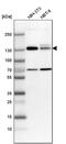 Myosin phosphatase Rho-interacting protein antibody, PA5-54631, Invitrogen Antibodies, Western Blot image 