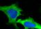 PD-L1 antibody, FNab06281, FineTest, Immunofluorescence image 