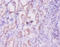 Inhibin Subunit Alpha antibody, A53008-100, Epigentek, Immunohistochemistry paraffin image 